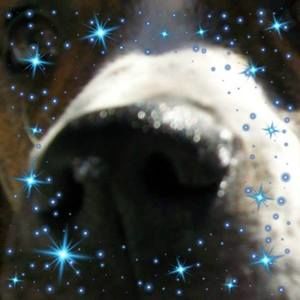 Meet your Posher, Marilyn